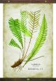 Canvas Fern Tapestry